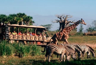 Visitantes e animais no Kilimanjaro Safaris no Animal Kingdom da Disney Orlando