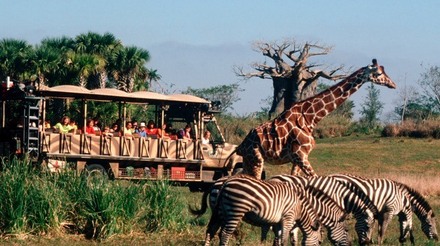 Visitantes e animais no Kilimanjaro Safaris no Animal Kingdom da Disney Orlando