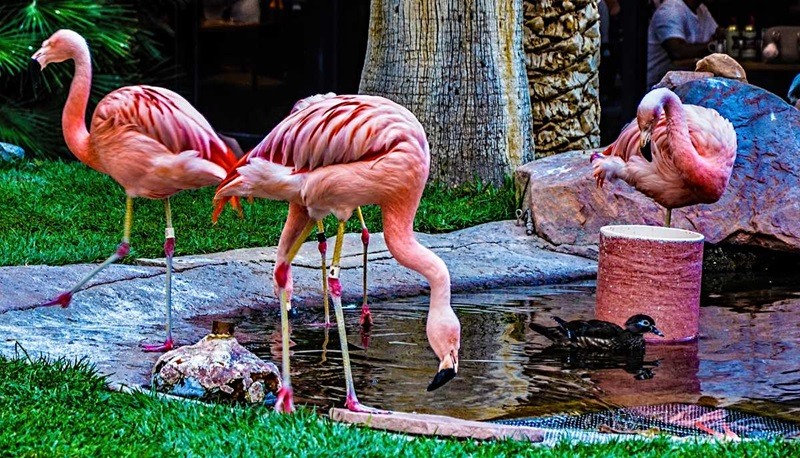 Animais no Flamingo Wildlife Habitat em Las Vegas
