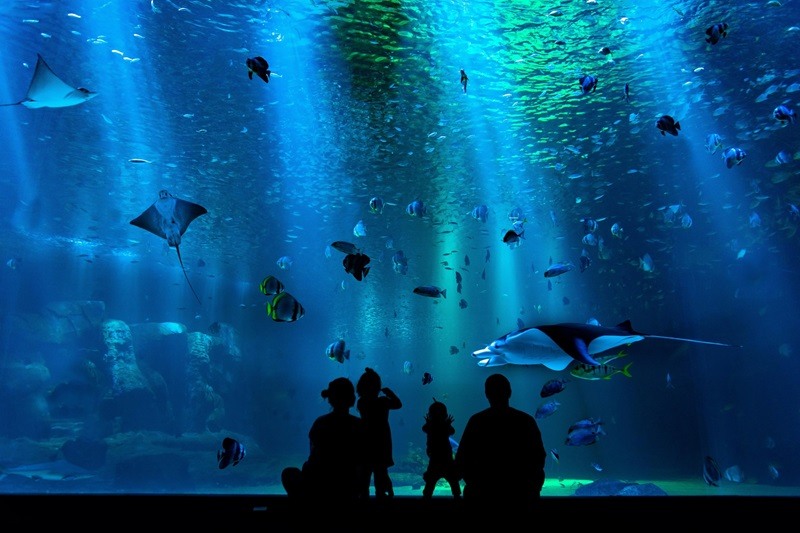 Aquário Shark Reef Aquarium em Las Vegas