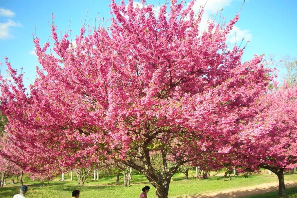 Parque das Cerejeiras