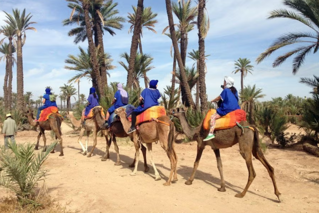Palmeiral em Marrakech