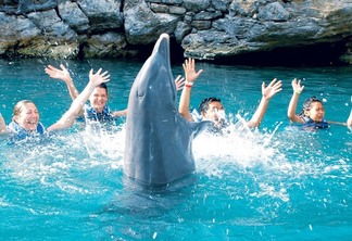 Como nadar com os golfinhos em Cancún?