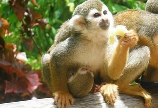 Excursão a Monkeyland saindo de Punta Cana: Dicas imperdíveis!
