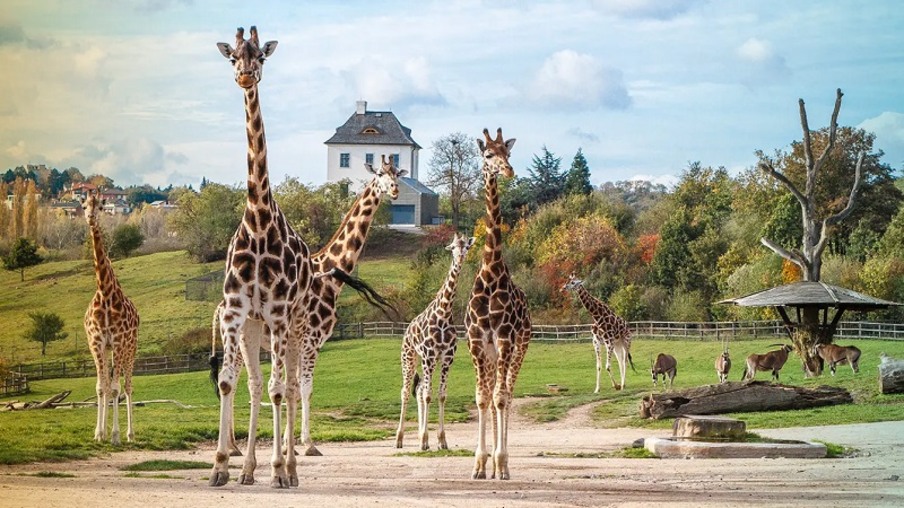 Prague Zoo, Praga, República Tcheca