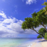 Paynes Bay, overhanging trees, fine pale pink sand beach, turquoise sea, beautiful West Coast, Barbados, Windward Islands, West Indies, Caribbean, Central America