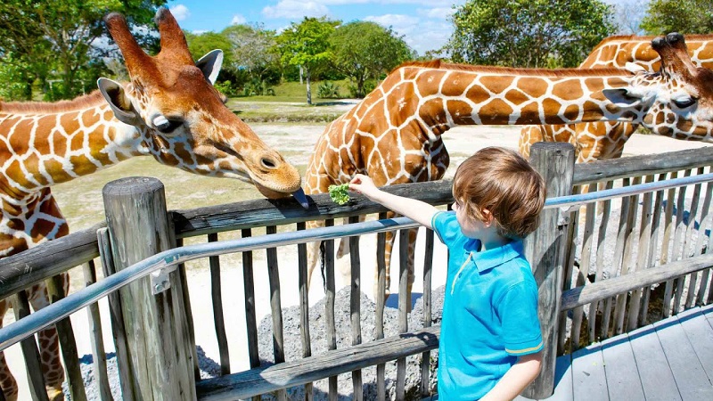 Criança brinca com girafas no jardim zoológico de Lisboa