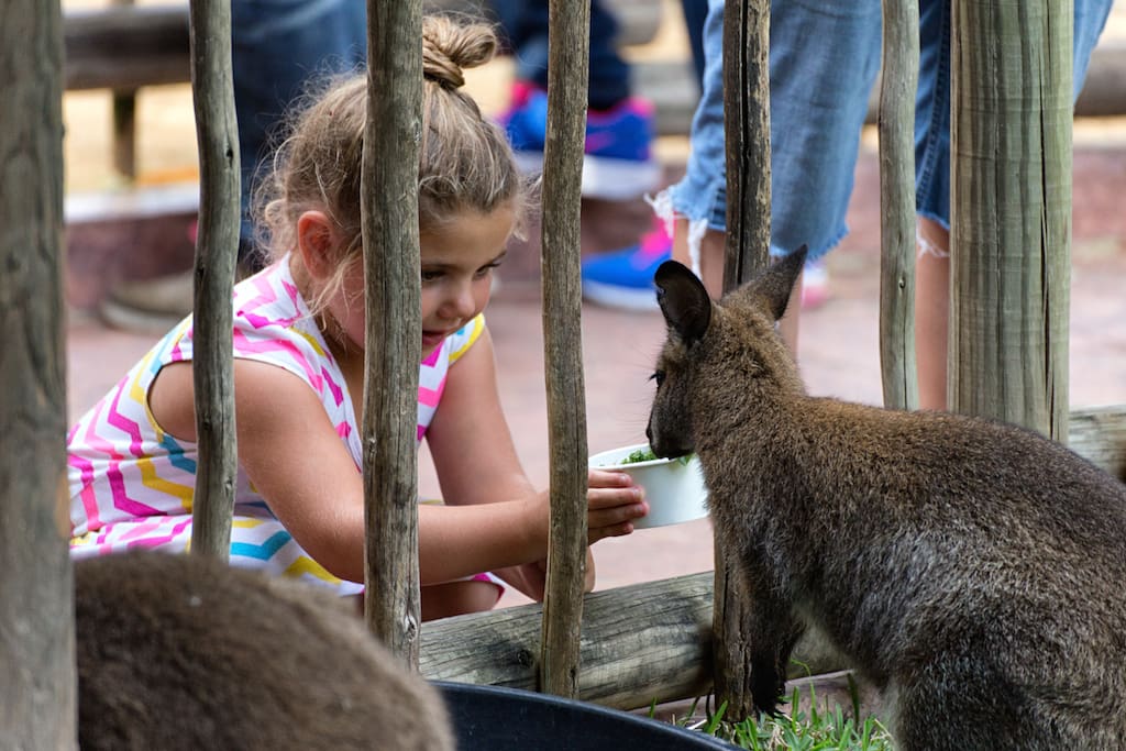 Interação com animais no Busch Gardens