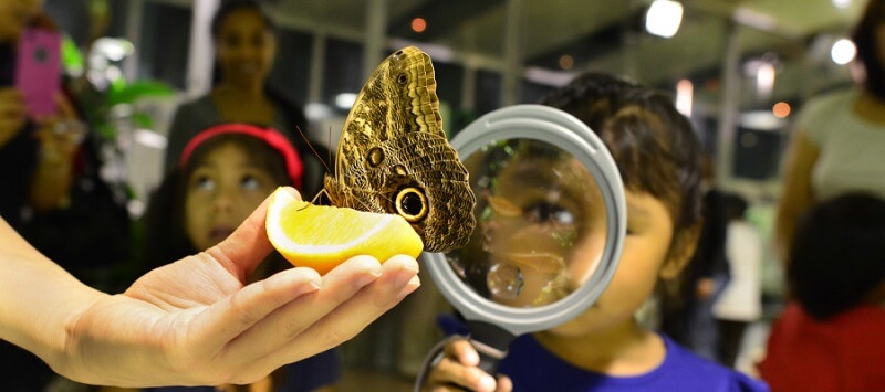 O conservatório de borboletas no Museu de História Natural em Nova York