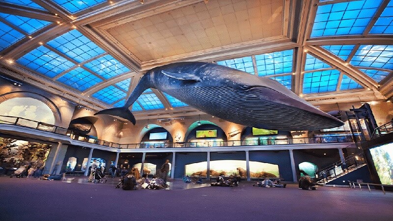 A surpreendente réplica de baleia gigante pendurada no teto