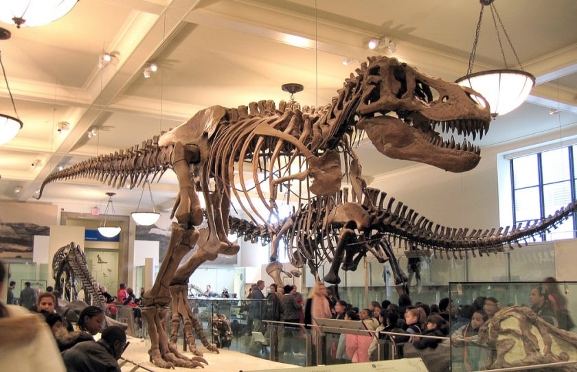 Tiranossauro Rex no Museu de História Natural