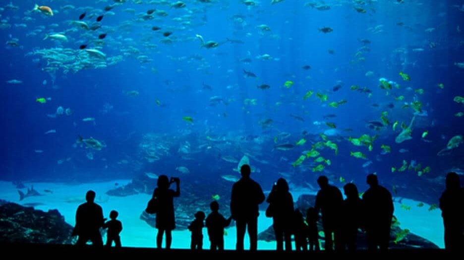 The Miami Sea Aquarium