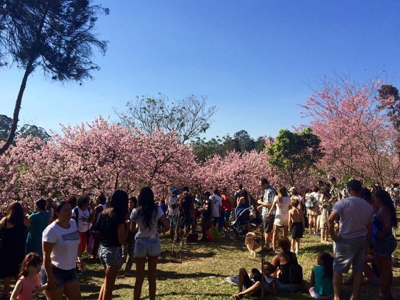 Festival das Cerejeiras