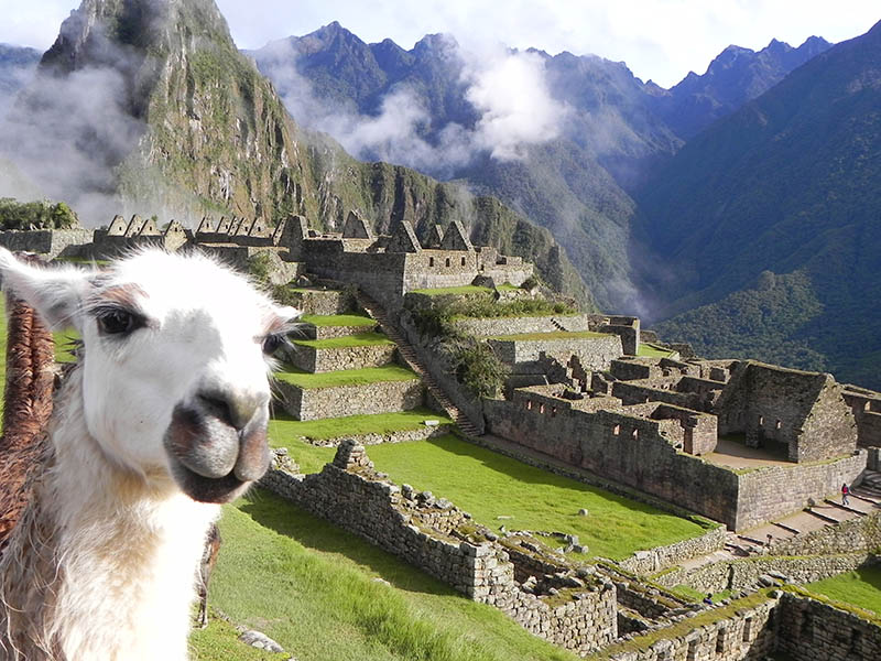 Animais em Machu Picchu