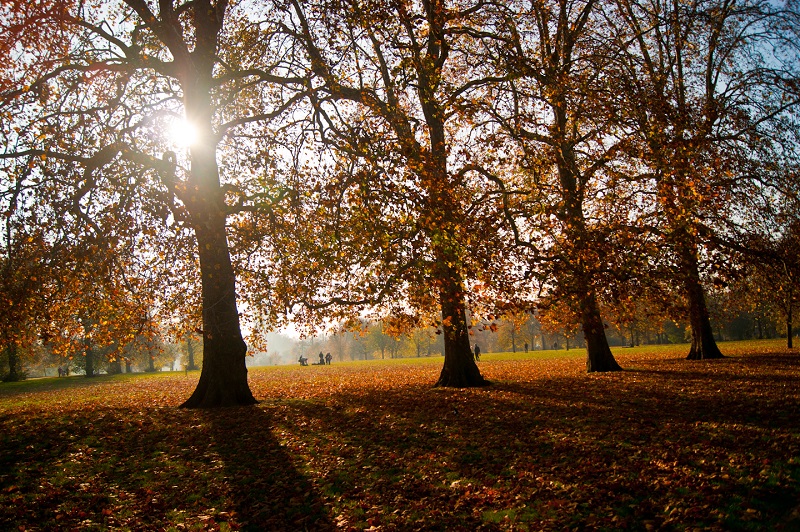 Árvores amareladas no Hyde Park em Londres