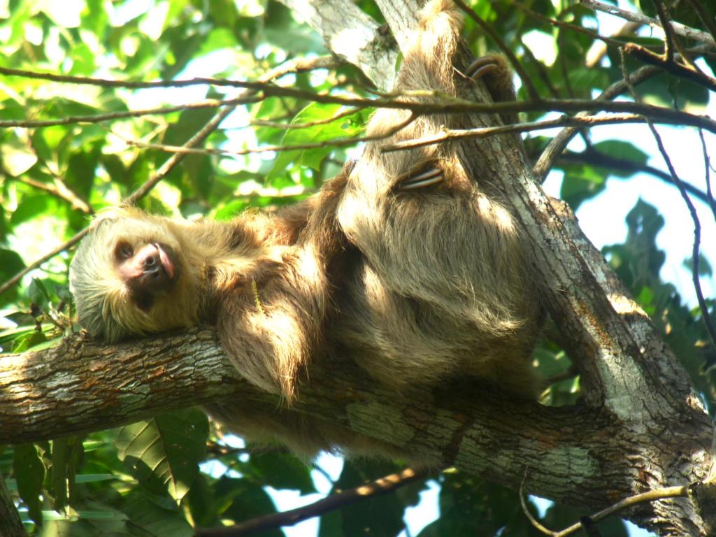 Preguiças da Reserva Gamboa Rainforest