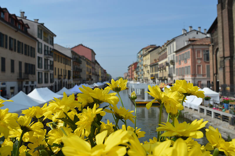 Vista do canal de Navigli em Milão. Nota-se flores amarelas em primeiro plano.