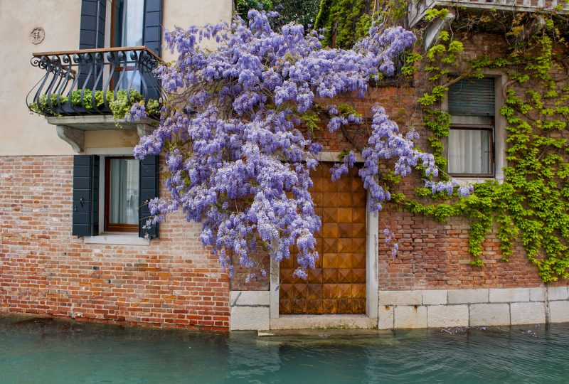 Casa com árvore florida em Veneza.