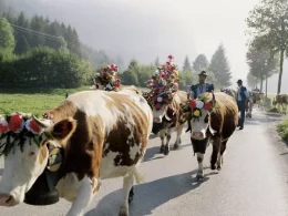 Cattle Descent, Suíça