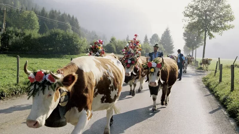 Cattle Descent, Suíça