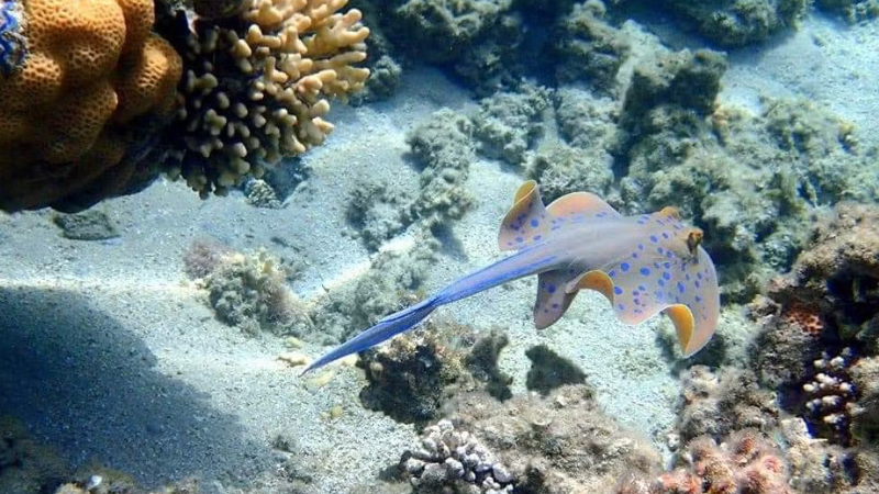 Biodiversidade marinha de Orange Bay