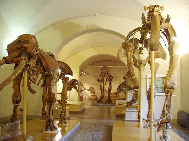 Museu de História Natural em Florença